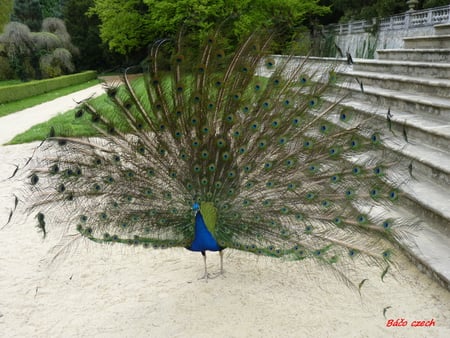 peacock - bird, trees, water, air, road building, earth, parks