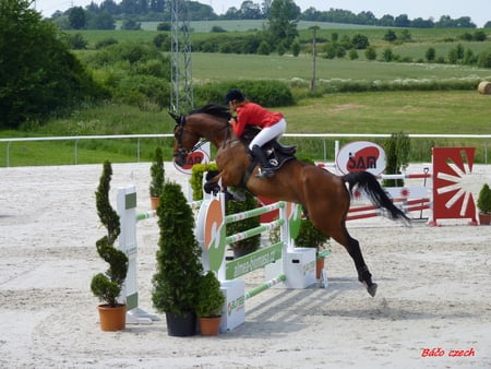 horse - sky, horse, sun, sand, barriers, plants, jump