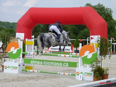 horse - sky, horse, sun, sand, barriers, plants, jump