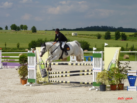 horse - barriers, plants, jump, sand, horse, sun, sky