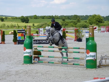 horse - barriers, plants, jump, sand, horse, sun, sky