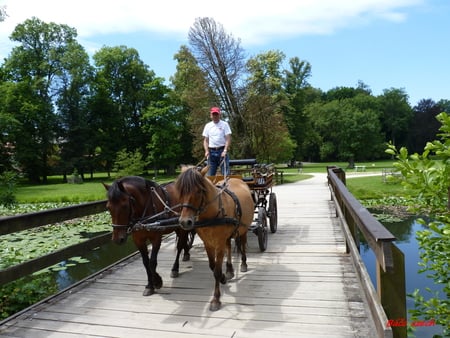 horse - water, horse, sun, sky, bridge