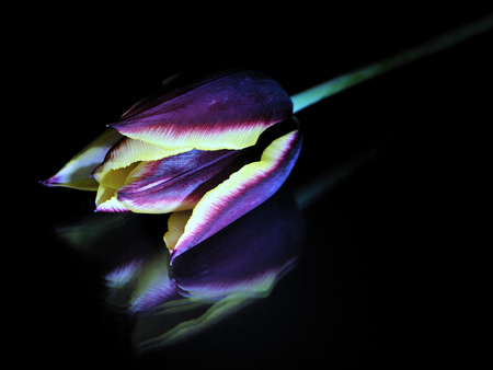 JACQELINEla - beauty, jacqelinela, background, photography, black, nature, macro, yellow, reflection, friendship, tulip, flowers, photo, friend