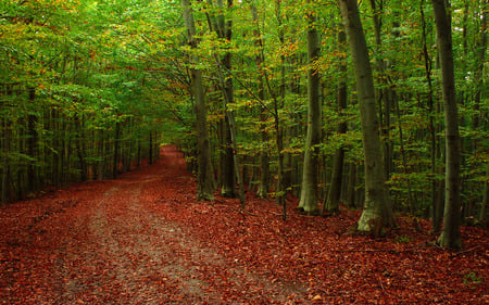 AUTUMN  FOREST PATH - carpet, road, colors, forest, leaves, path, autumn, red, green