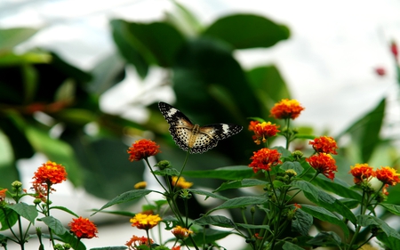 HONEY SUCKER - butterfly, stems, leaves, flower bed, flowers, plants, twigs