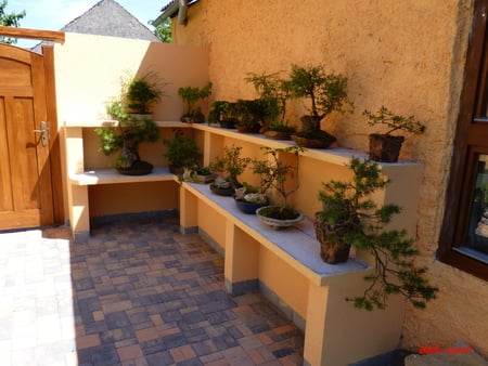 Outdoor bonsai - building, air, sun, water, tree