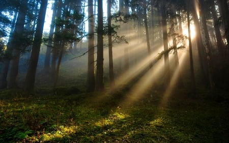 FOREST SUNLIGHT - light rays, nature, forest, sun bea ms