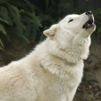 Arctic wolf