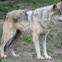 Mexican Wolf