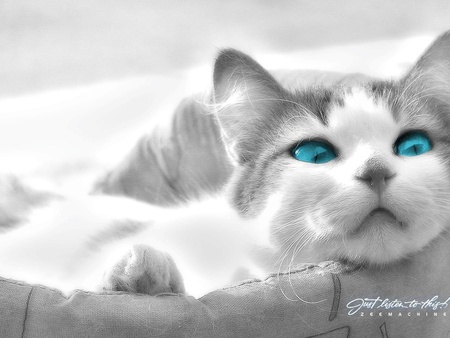 cat eyes - white, green, eyes, nice, beauty, cat, animals