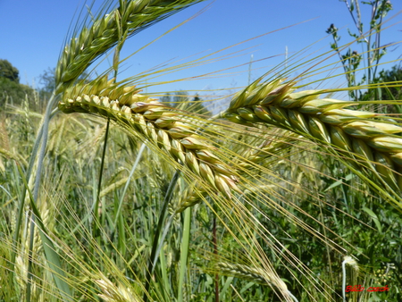 wheat - air, wheat, sun, field, wind