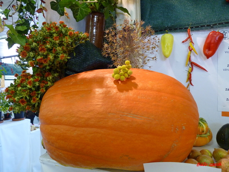 pumpkins - pumpkins, exhibition, still life, decorations