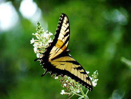 Yellow_monarch_butterfly - beauty, nature, yellow, animals, monarch, flowers, butterflies