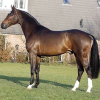 Dutch warmblood Horse