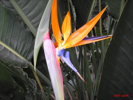 flower - tree, air, flower, sun