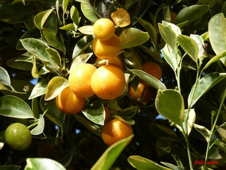 fruits - tree, tree leaves, fruits, close-up