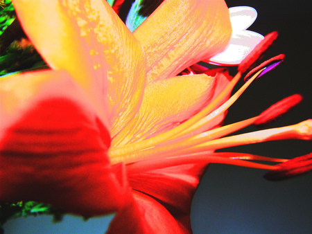 A flower for Cinzia - yellow, orenge, beautiful, beauty, colors, flower, flowers, nature, red, color, ciniza