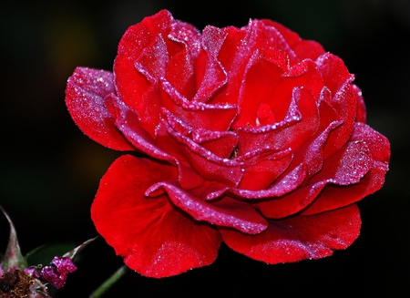 Red rose - nature, flowers, roses, red