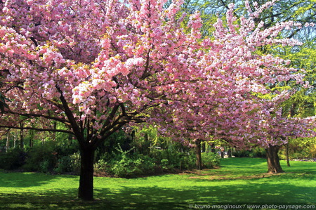 taste of spring - blossoming tree, trees, spring, grass, pink flowers