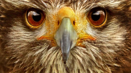 Stare of the Hawk - bird, hunter, beautiful, stare, hawk