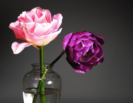 tulips - glass, purple, tulips, pink, beautiful, vase, still life