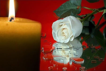 still life - white, candle, beautiful, still life, rose