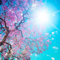 blossom tree in the summer