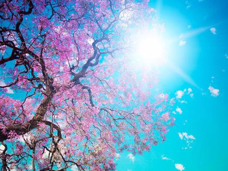 blossom tree in the summer - pretty, sunlight, tree trunk, blossoms, beutiful, blue, petals, tree, bright, bark, sun, sky