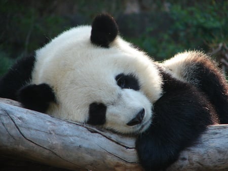 Sleeping Beauty - sleeping, beauty, giant panda, baby