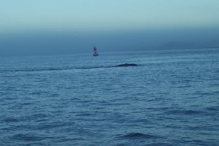 bouy1 - horizon, sea, bouy, ocean