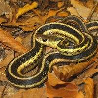 Garter Snake