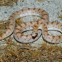 Western Spotted Leaf Nosed Snake