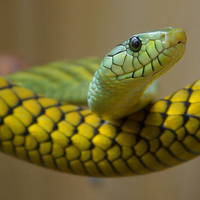 Green And Yellow Snake