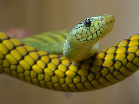 Green And Yellow Snake - snakes, reptile, nature, snake