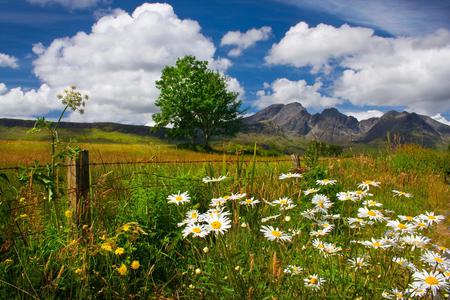 Landscape-HDR - nice, sky, peaceful, photography, mountains, calm, cool, clouds, tree, hdr, daisies, grass, landscape, nature, lawn, beautiful, flowers