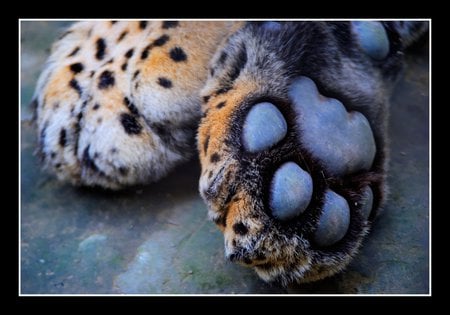 leoppard - dots, resting, feet, crossed