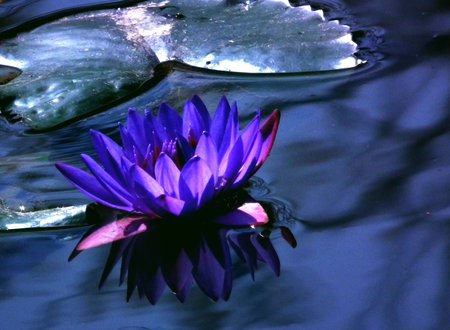 wather lily - lotus, lake, blue, wather lily