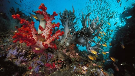 Coral Reef - reef, fish, coral, sea, ocean