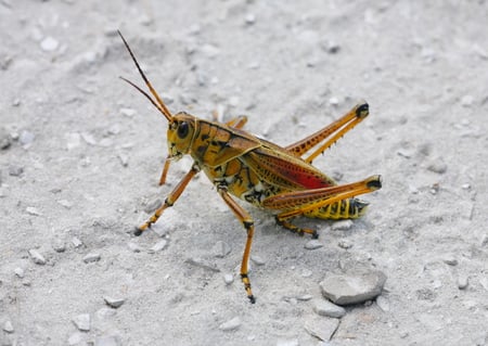 Eastern Lubber Grasshopper - grasshopper, nature, bugs, insect, bug