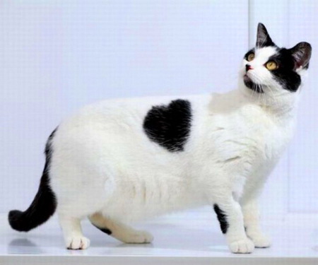 Cats are love - animal, heart shape marking, white and black, love, cat, blue background