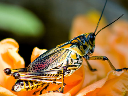 Grasshopper - grasshopper, nature, bugs, insect, bug