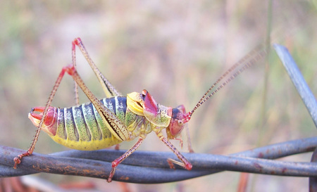 Grasshopper - nature, bugs, bug, insect, grasshopper