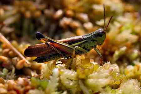 Grasshopper - nature, bugs, bug, insect, grasshopper