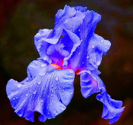 IRIS - close up, red, blue, black background, iris, flower