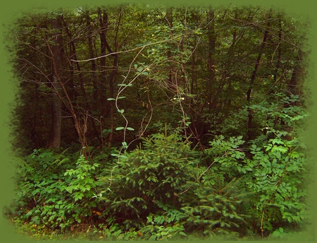 german forest - nature, wood, forest, germany