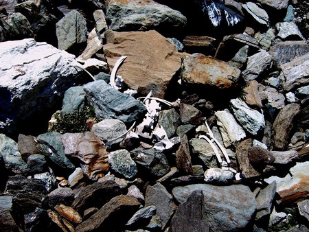 stones and bones - nature, bones, stones, switzerland