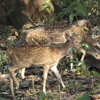 Two Deer