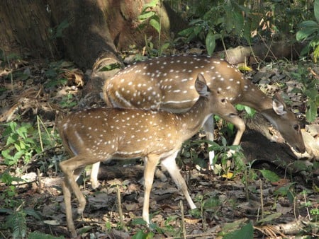 Two Deer - nature, spotted deer, deer, bucks, forest, animals