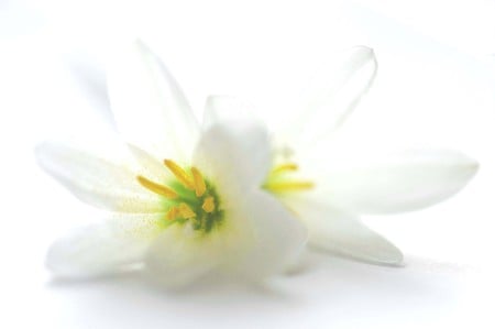 Lily - clean, white, summer, flower, lily