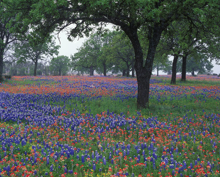 field - usa, flowers, nature, purple, red, field